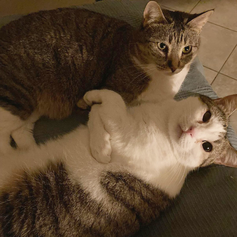 gatti adottati Le Sfigatte