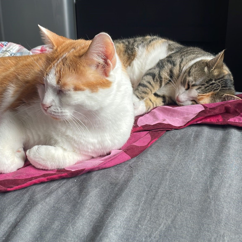 gatti adottati Le Sfigatte