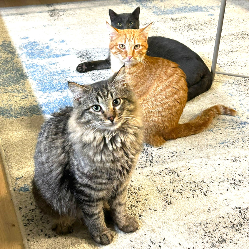 gatti adottati Le Sfigatte