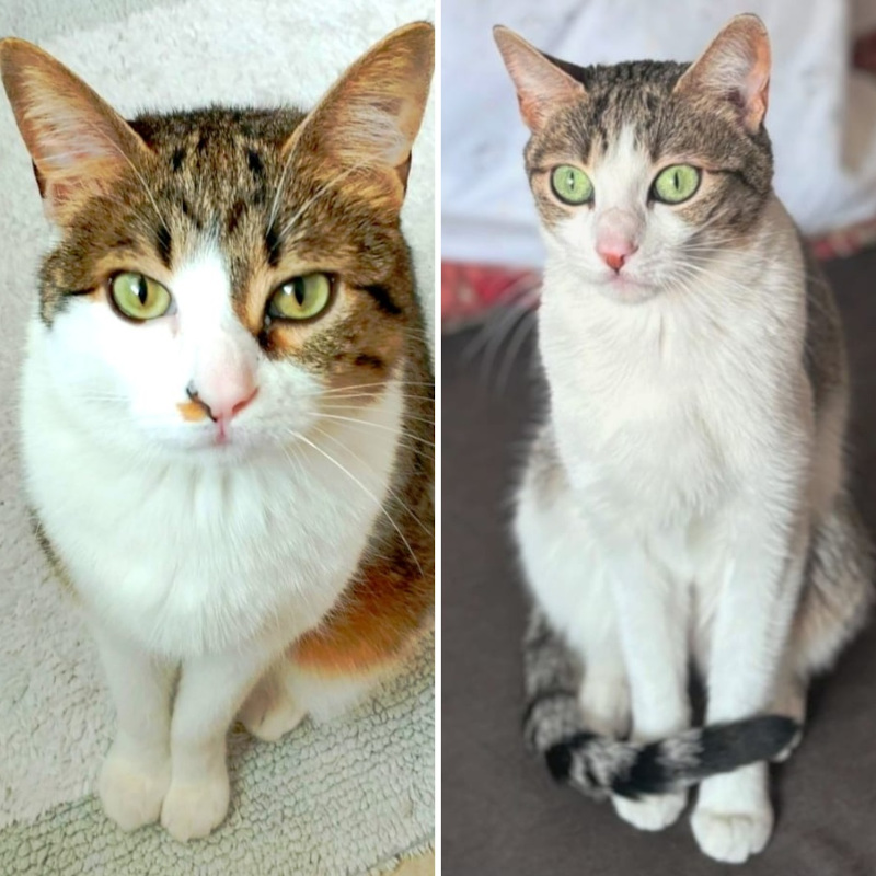 gatti adottati Le Sfigatte
