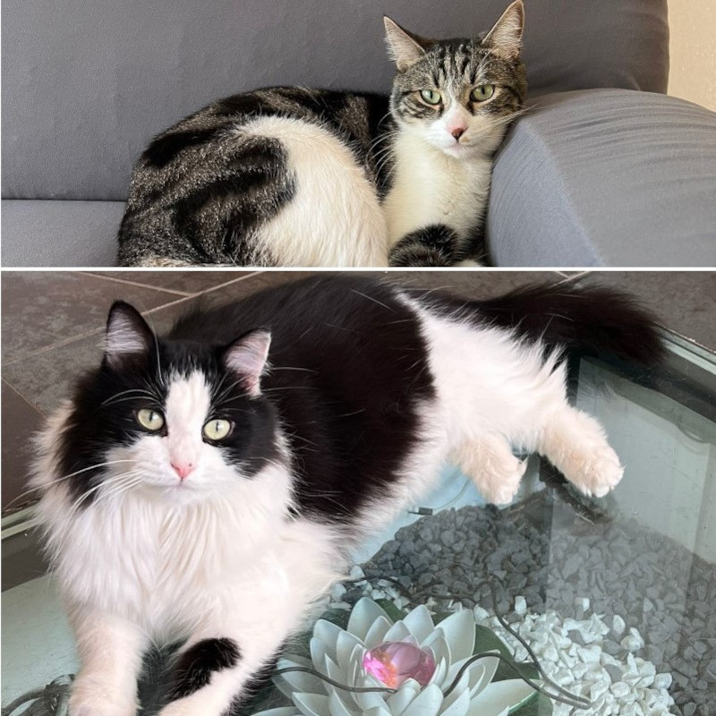 gatti adottati Le Sfigatte