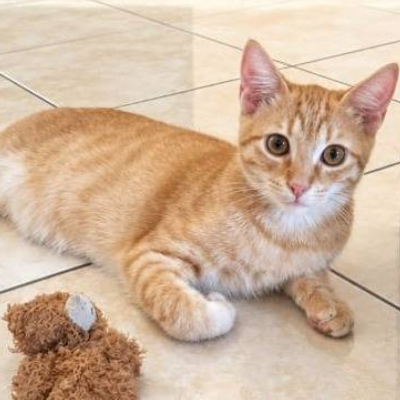 Simba, in cerca di adozione | Associazione Le Sfigatte