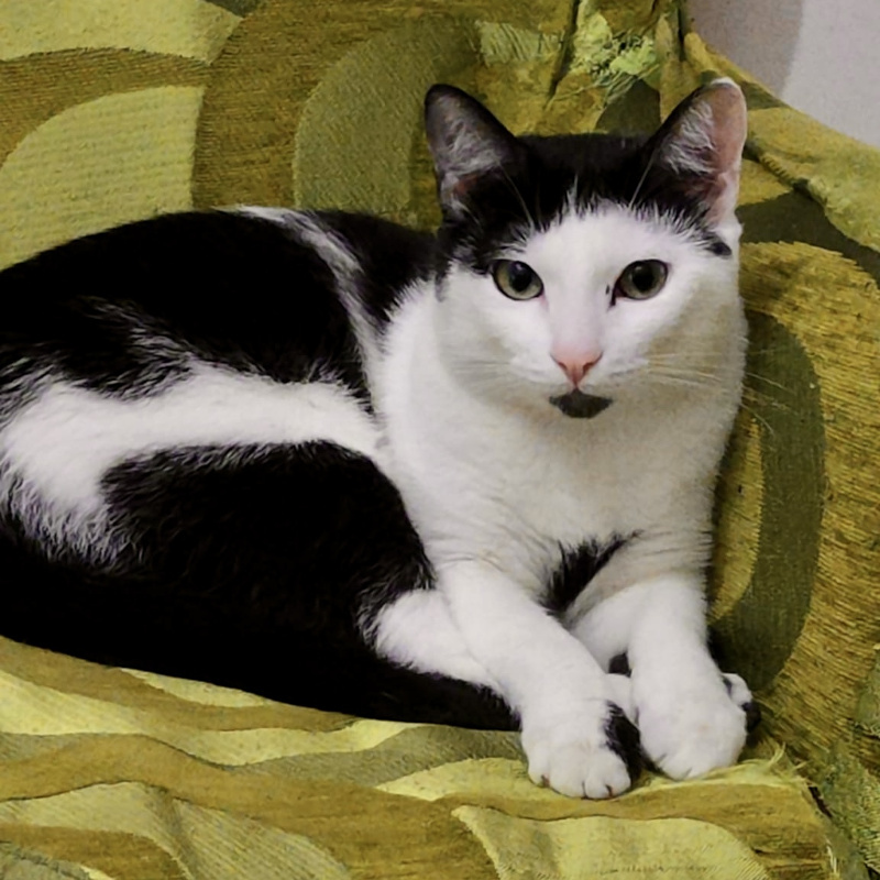 gatti adottati Le Sfigatte