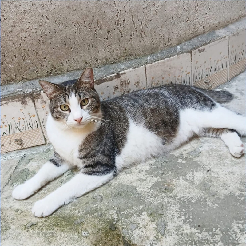 gatti da adottare Le Sfigatte