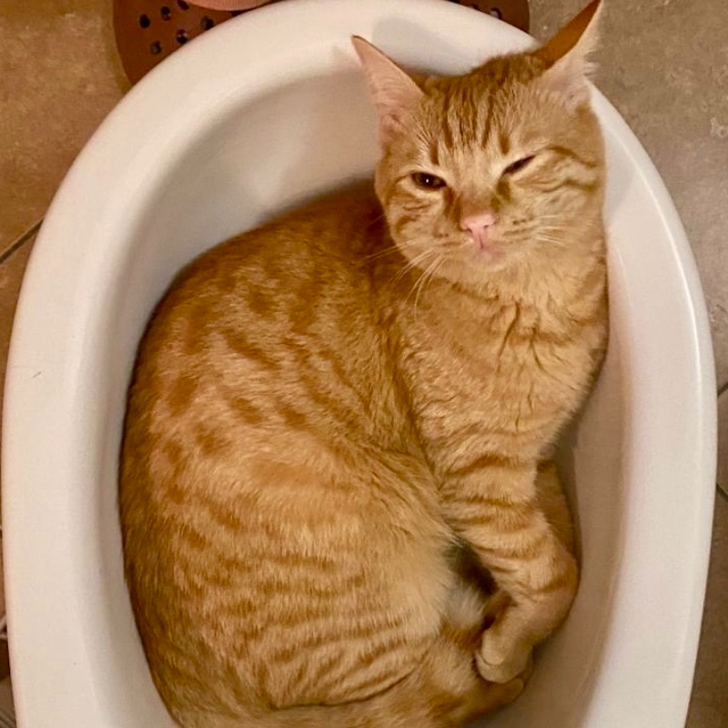 gatti adottati Le Sfigatte