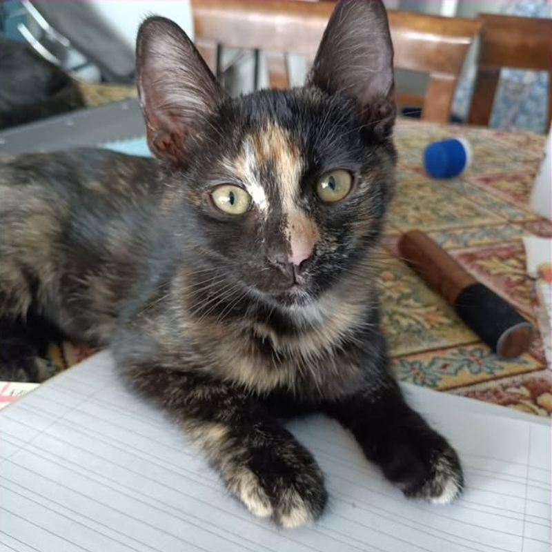gatti da adottare Le Sfigatte