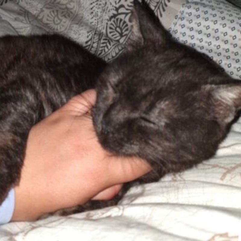 gatti adottati Le Sfigatte