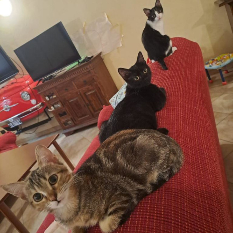 gatti adottati Le Sfigatte