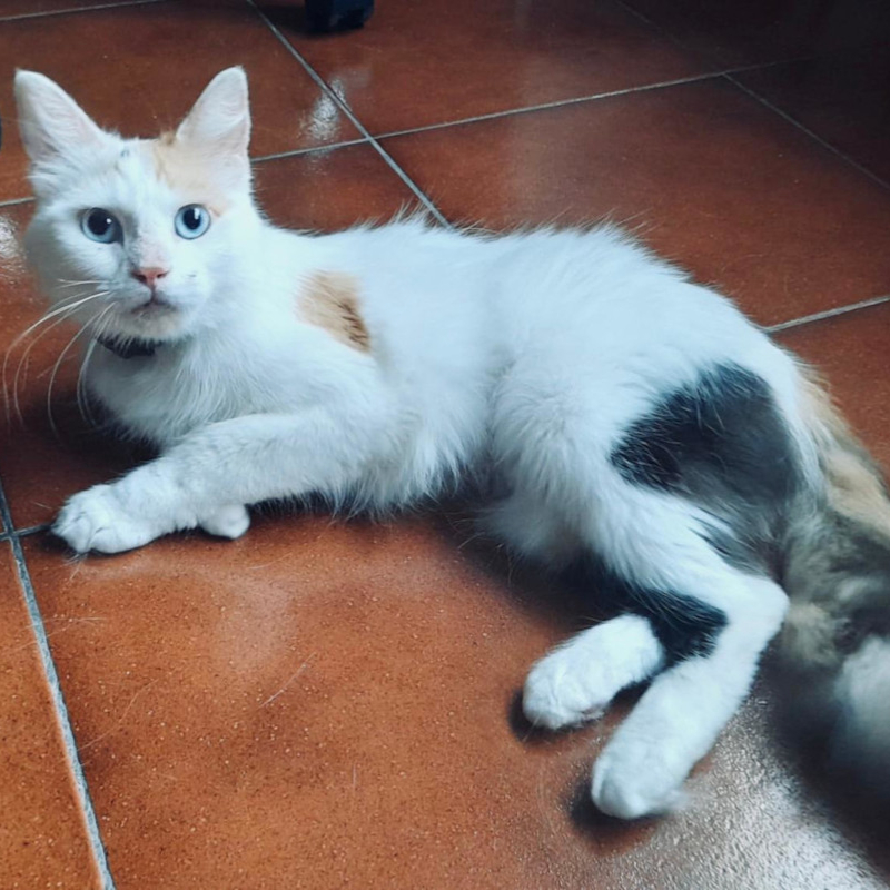 gatti adottati Le Sfigatte