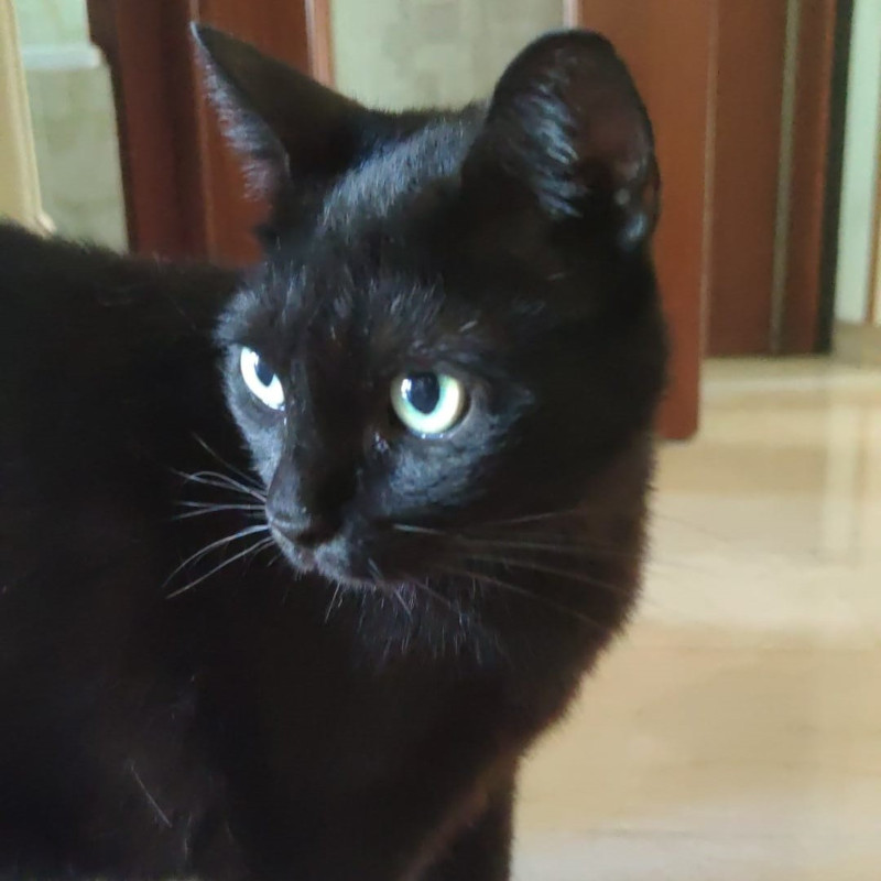 gatti adottati Le Sfigatte