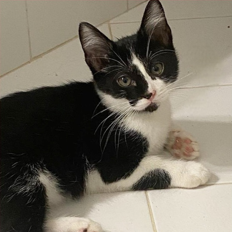 gatti da adottare di Le Sfigatte