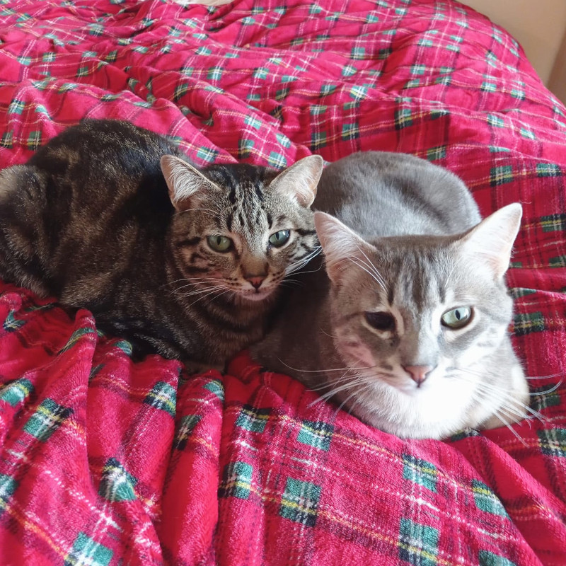 gatti adottati Le Sfigatte