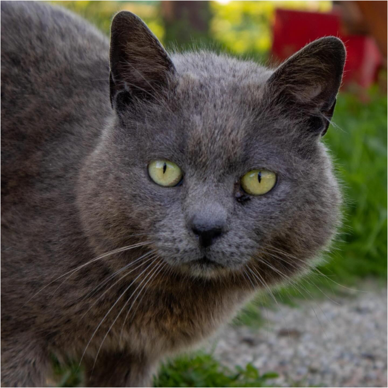 Sky, per sempre nei nostri cuori | Associazione Le Sfigatte