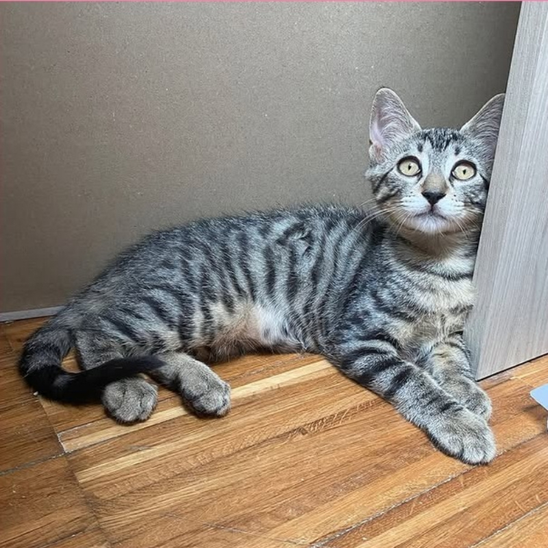 gatti adottati Le Sfigatte