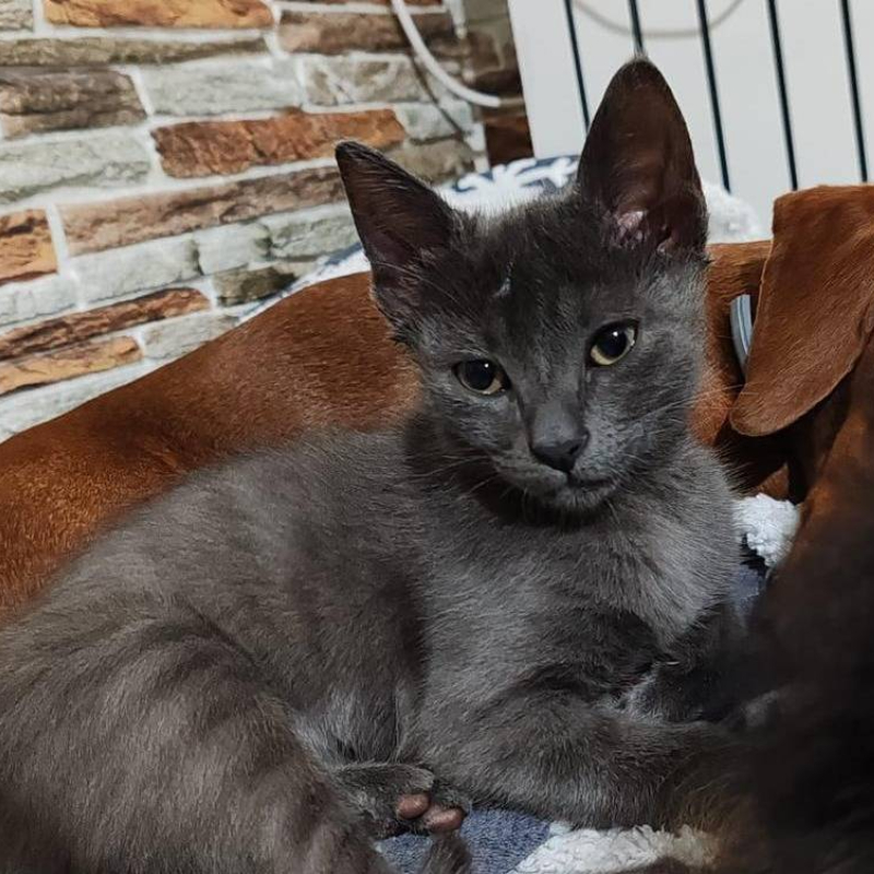 Smocky, in cerca di adozione | Associazione Le Sfigatte