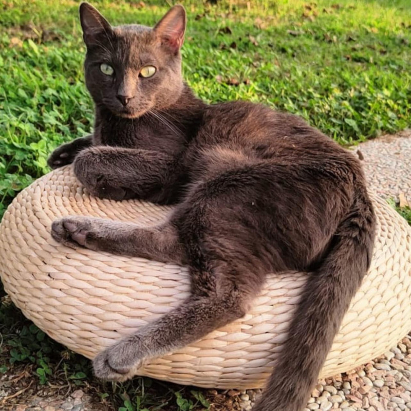 gatti adottati Le Sfigatte