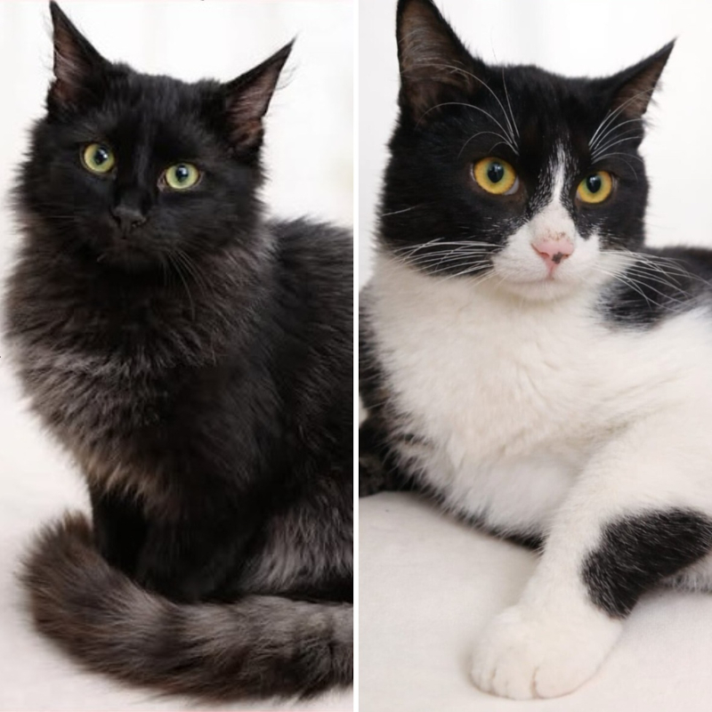 Smokey e Bogart, in cerca di adozione | Associazione Le Sfigatte