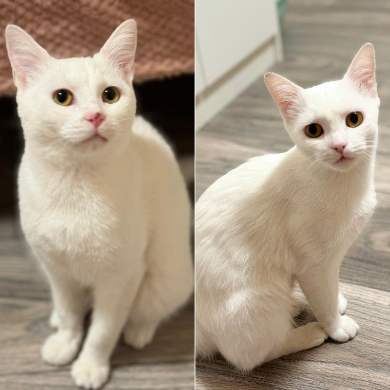 gatti adottati Le Sfigatte