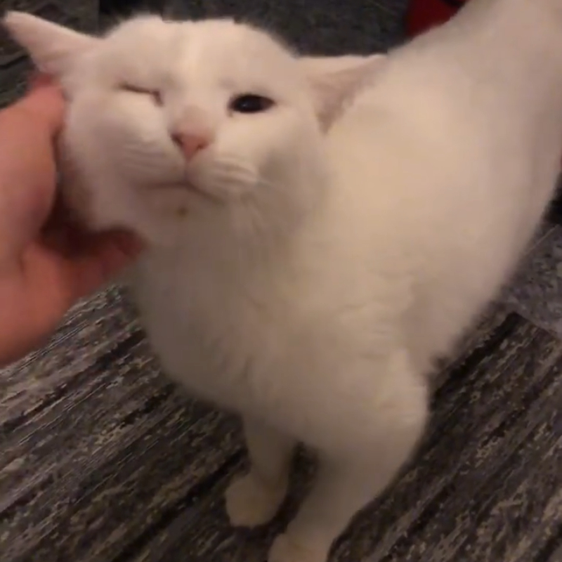 Snow, in cerca di adozione | Associazione Le Sfigatte