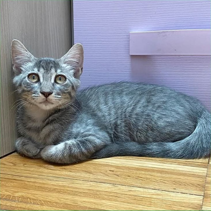 gatti adottati Le Sfigatte