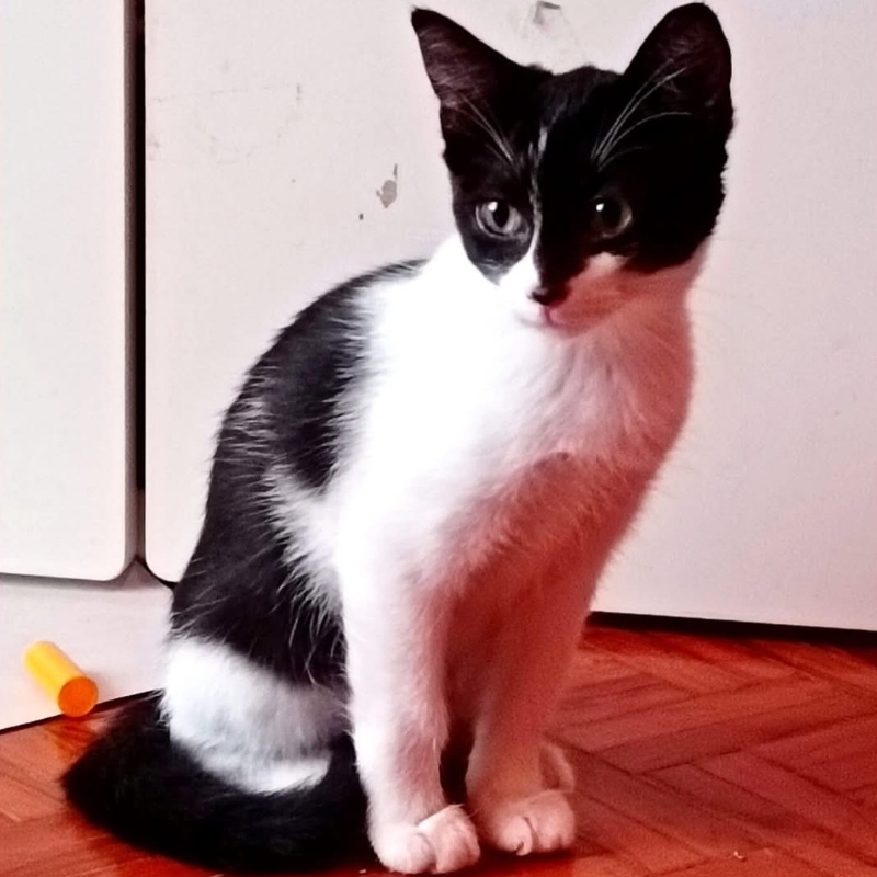 gatti adottati Le Sfigatte