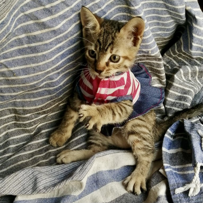 gatti adottati Le Sfigatte
