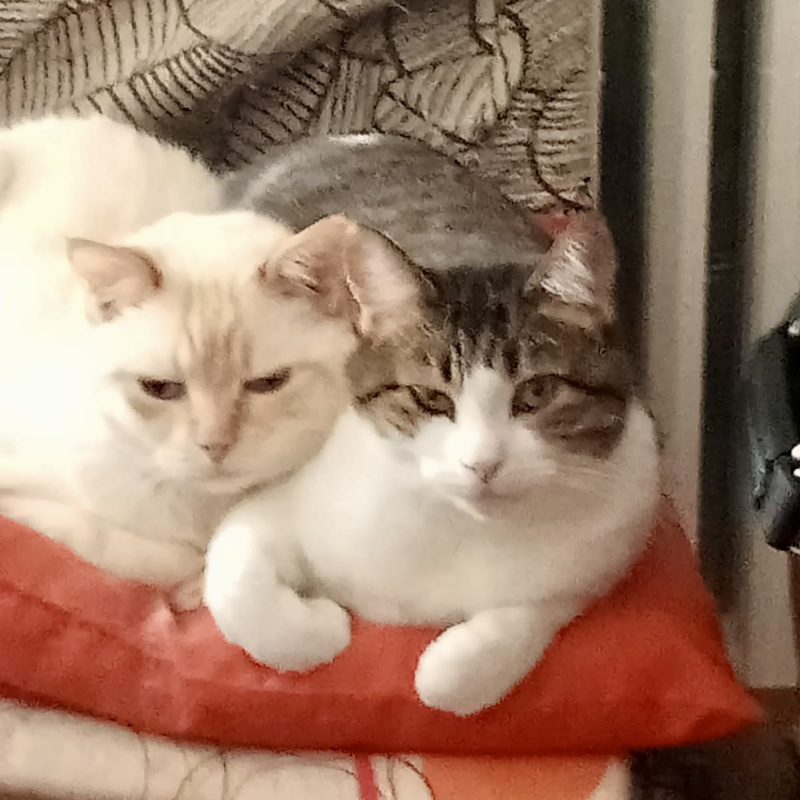 gatti adottati Le Sfigatte