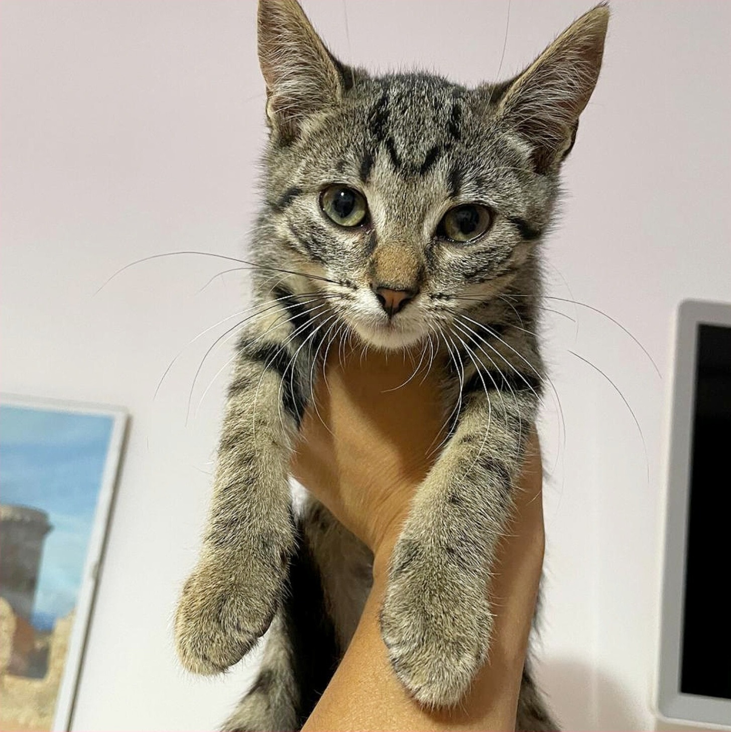 gatti adottati Le Sfigatte