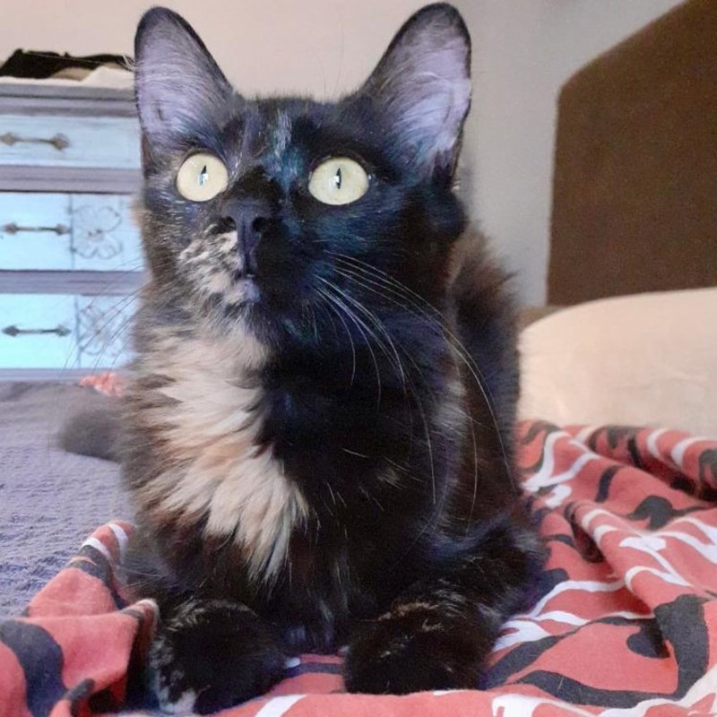 gatti adottati Le Sfigatte