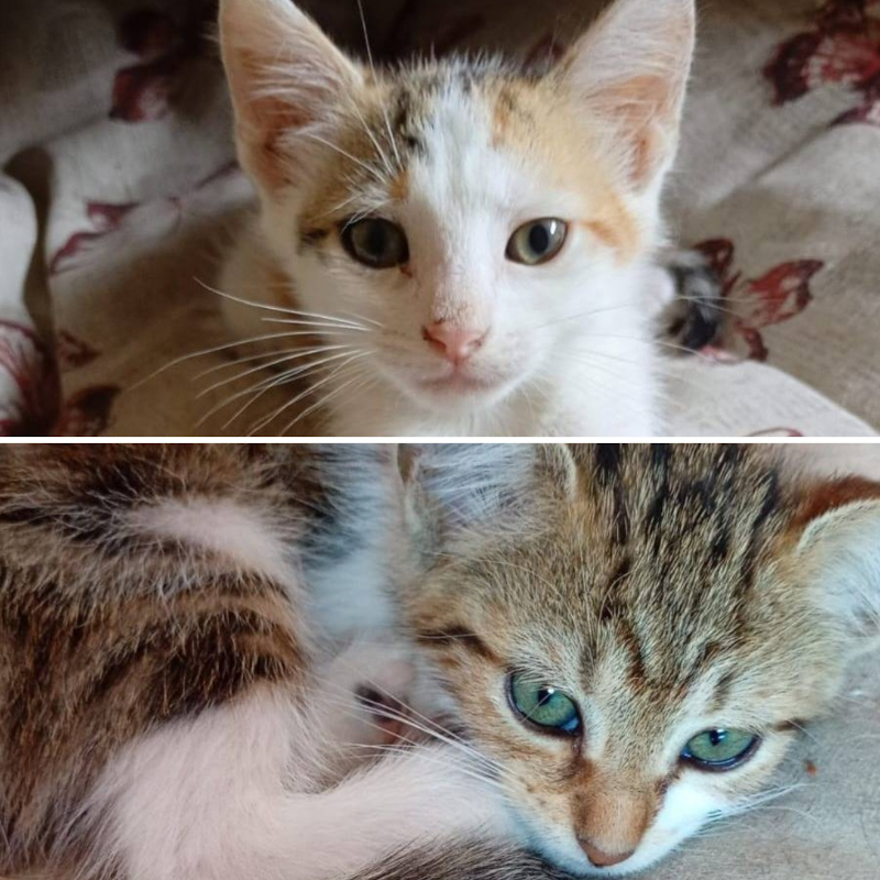 Sophie e Zoe, in cerca di adozione | Associazione Le Sfigatte