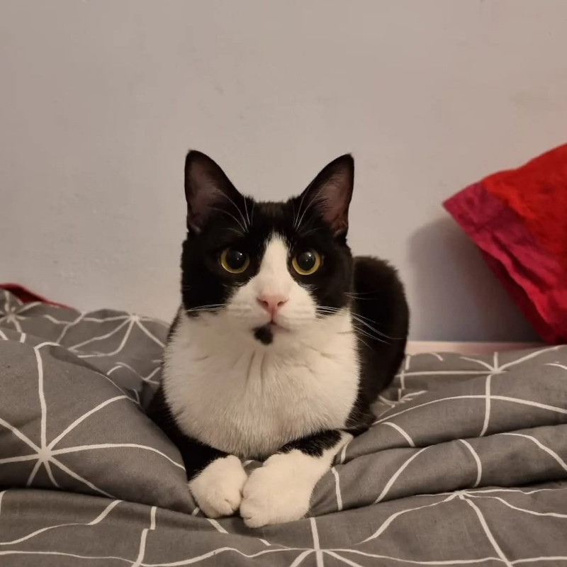 gatti adottati Le Sfigatte