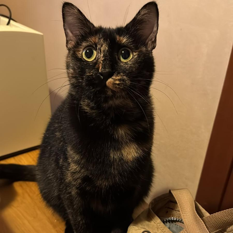 gatti adottati Le Sfigatte