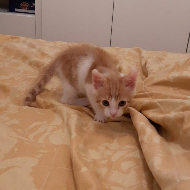 gatti adottati Le Sfigatte