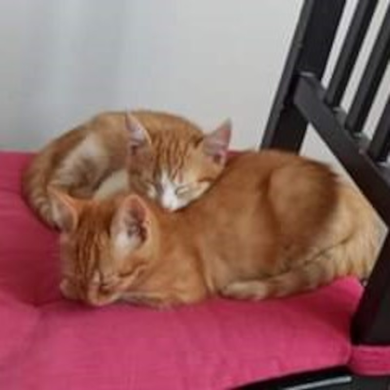 gatti adottati Le Sfigatte