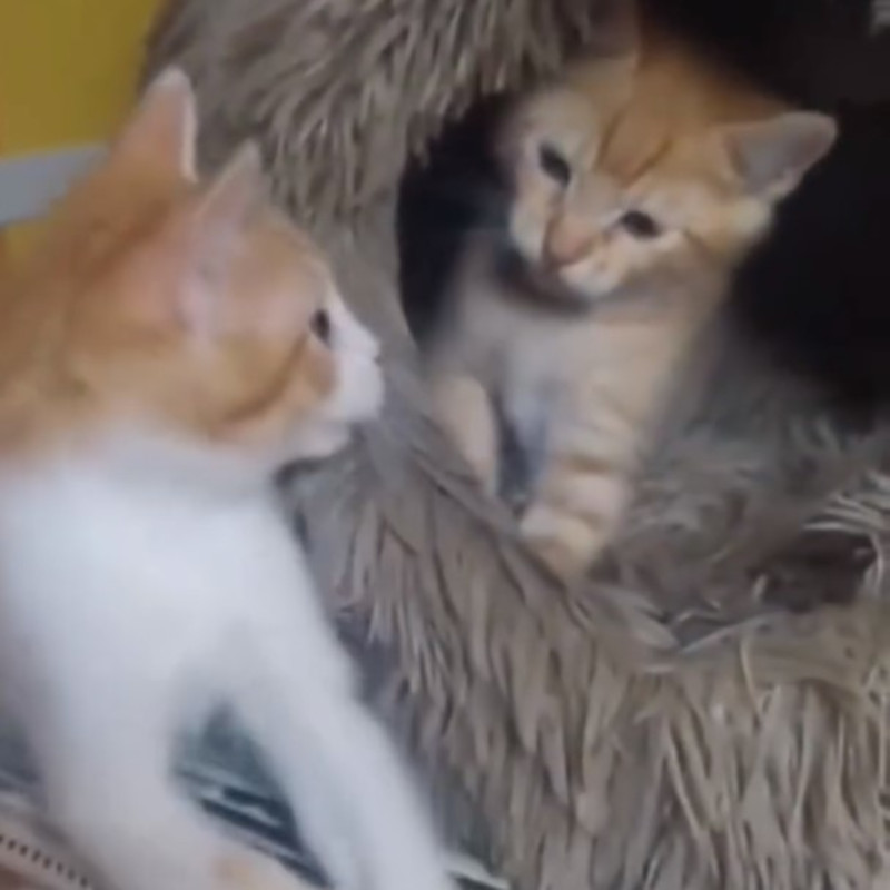 gatti adottati Le Sfigatte