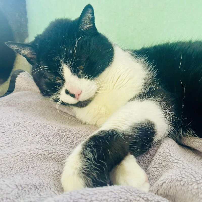 Stefano, in cerca di adozione | Associazione Le Sfigatte