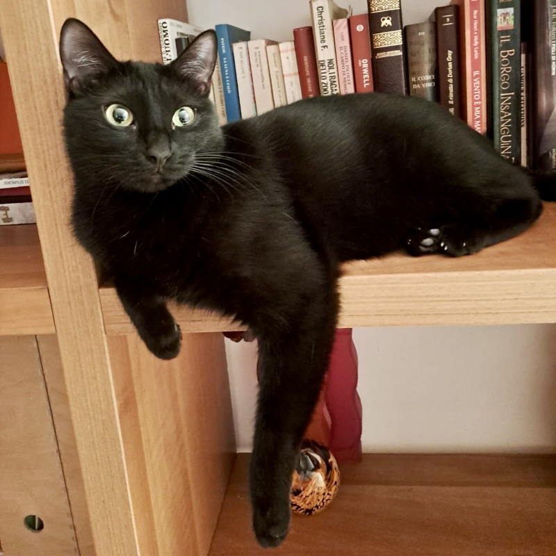 Stella, in cerca di adozione | Associazione Le Sfigatte