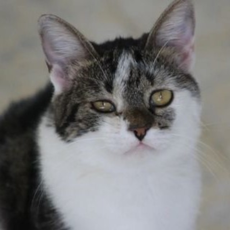 gatti adottati Le Sfigatte