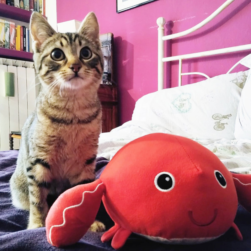 gatti adottati Le Sfigatte
