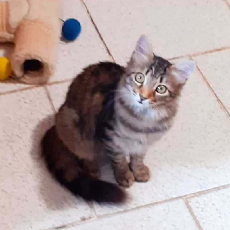 Stellina, in cerca di adozione tramite Associazione Le Sfigatte