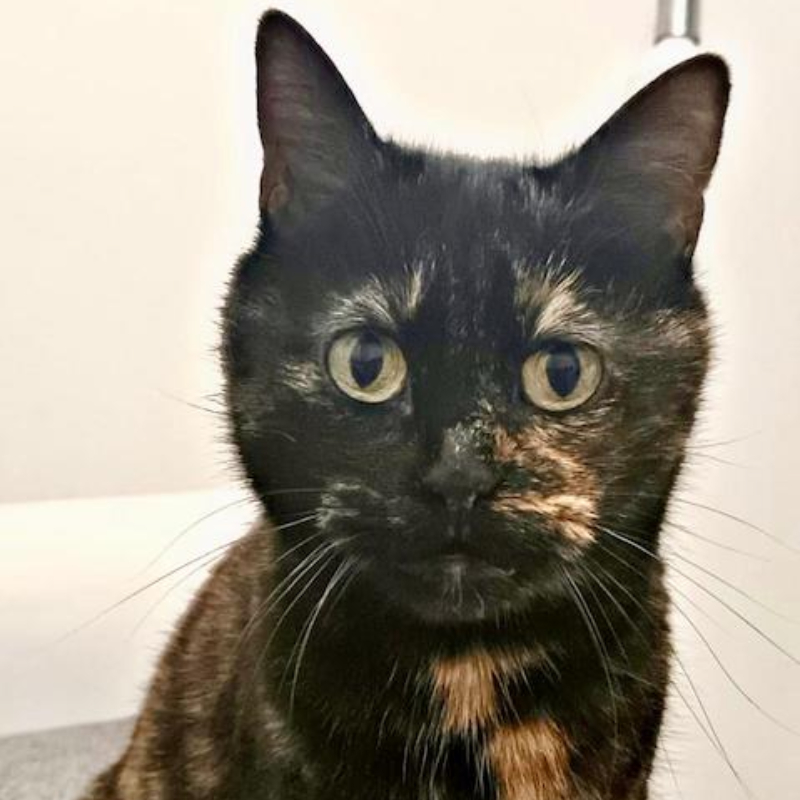gatti adottati Le Sfigatte