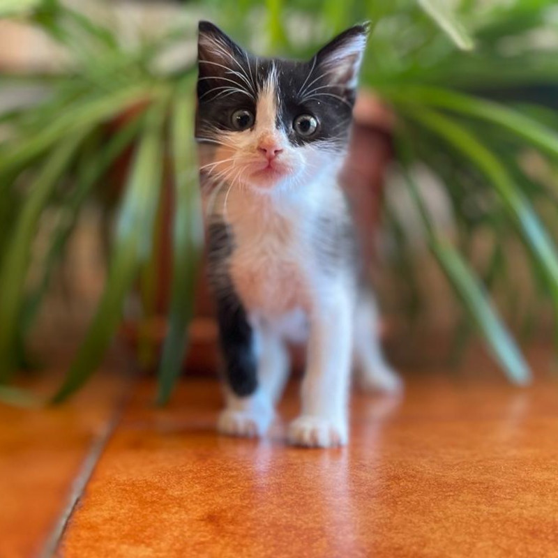 gatti adottati Le Sfigatte