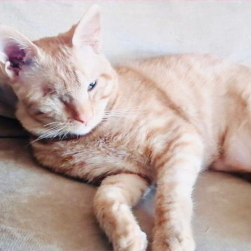 gatti adottati Le Sfigatte