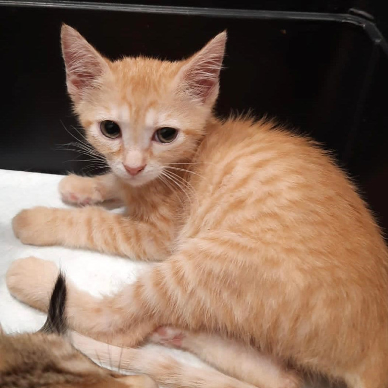 gatti adottati Le Sfigatte