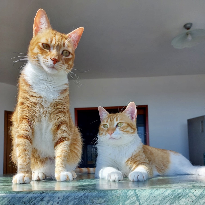 gatti adottati Le Sfigatte