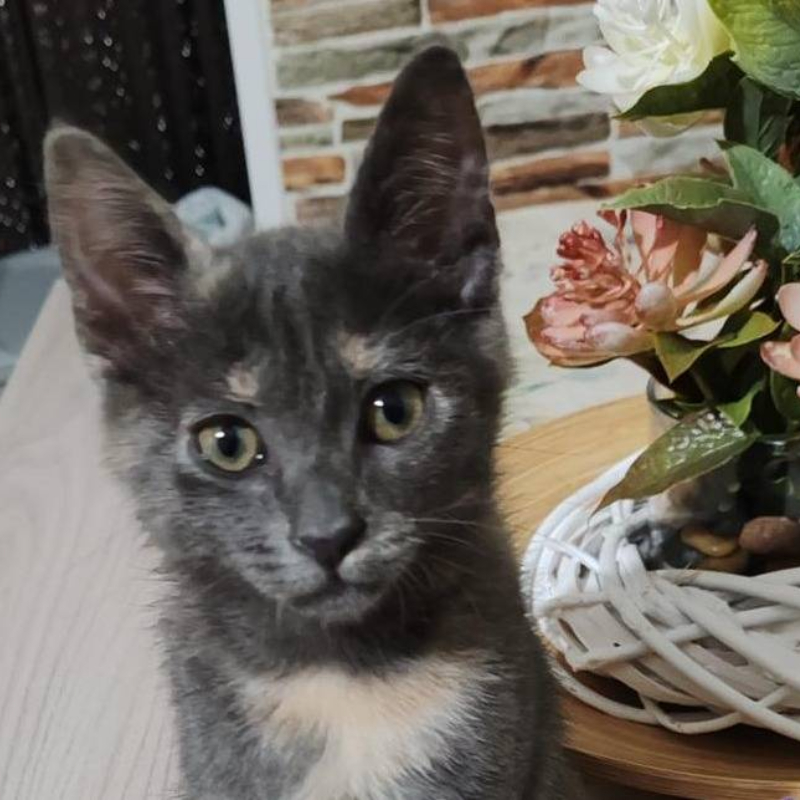 Susy, in cerca di adozione | Associazione Le Sfigatte