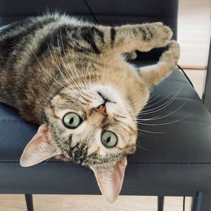 gatti adottati Le Sfigatte
