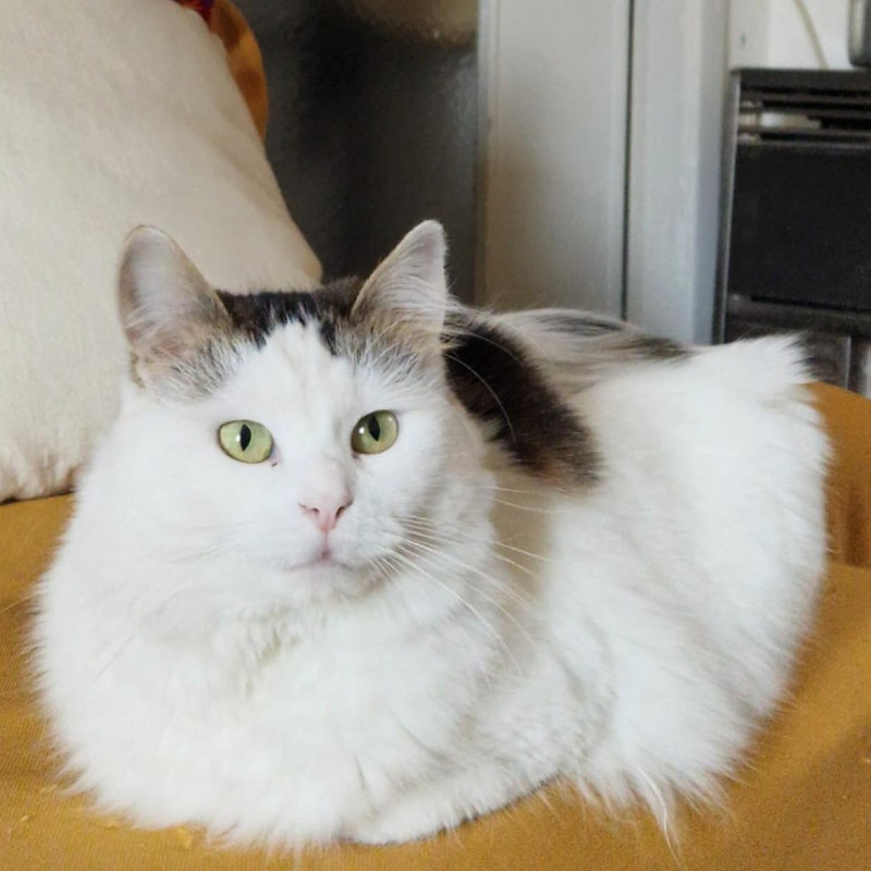 gatti adottati Le Sfigatte
