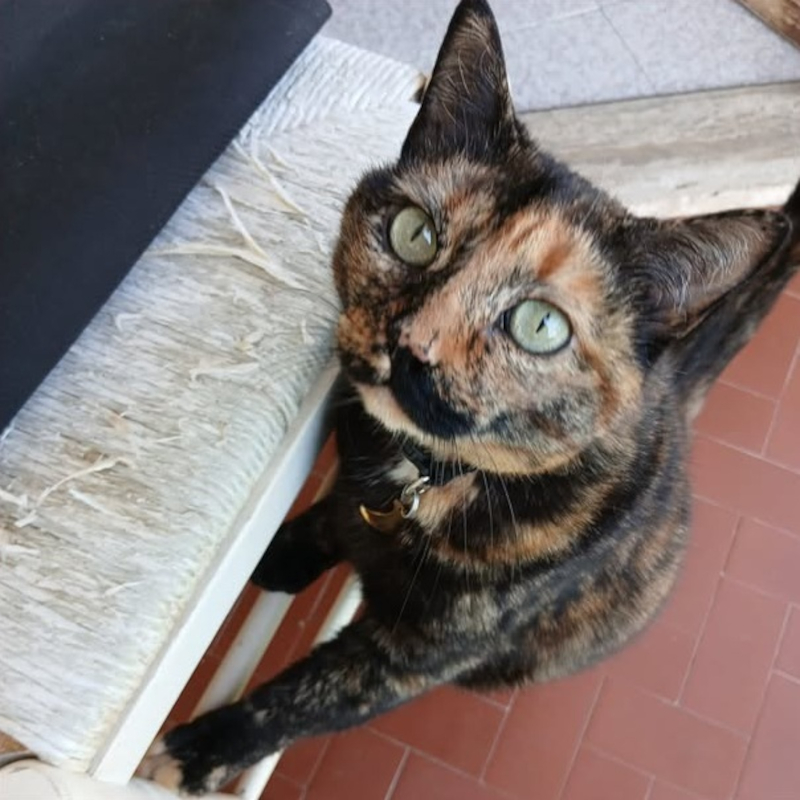 Tabita, in cerca di adozione | Associazione Le Sfigatte