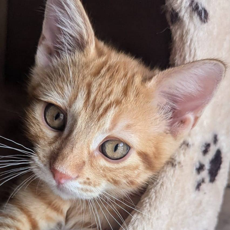gatti adottati Le Sfigatte